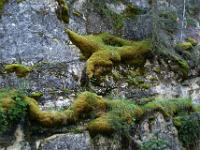Langgezogene Moospolster im Johnston Canyon - Banff NP